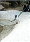 Blue Penguin (2 images attached)
