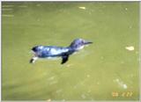 Blue Penguin (2 images attached)