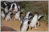 Re: Blue Penguins #3 - Blue Penguins J03.jpg