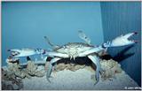 Blue Crab