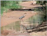 Blue Heron