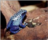 Blue Dart Frog