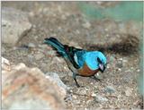 Bird with Blue Head ? - Lazuli bunting (Passerina amoena)