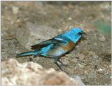 Bird with Blue Head ? -- Lazuli bunting (Passerina amoena)