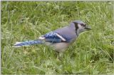 blue jay 2