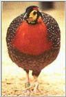 Blyth's Tragopan Pheasant
