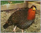 Pheasants: Blyth's Tragopan