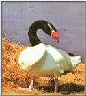 Re: Bird Pics - Black-necked Swan