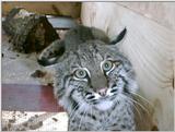 Bobcat Pic