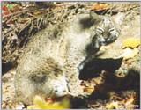 Bobcat