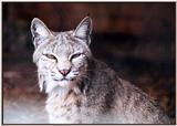 bobcat 2