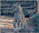 Bobcat