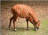 Frankfurt Zoo Bongo kid shot 2 - the 3 adult Bongo pics are on my web page