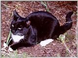 My parents' cat - Corvallis, OR - boots01.jpg