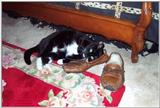 Boots & Shoes: Footwear ;-)