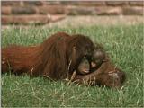 Orang Utans