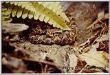 Bothrops