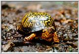 Turtle - Fall Creek Falls State Park - turtle01.jpg