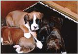 some boxer pics