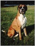some boxer pics