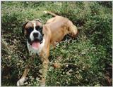 some boxer pics