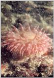 clown anenome