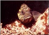 rock china fish