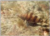 grunt sculpin