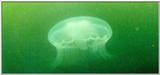 jelly fish