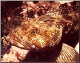 lingcod