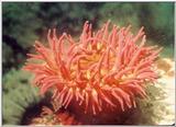 red anenome
