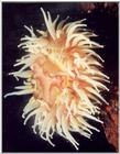 anemone