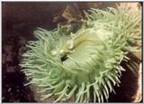 old picture of a sea anenome