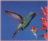 Hummingbird - Broad-billed