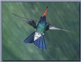 Hummingbird - Broad-billed