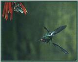 Hummingbird - Broad-billed