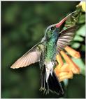 Hummingbird - Broad-billed Hummingbird 17