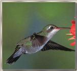 Hummingbird - Broad-billed