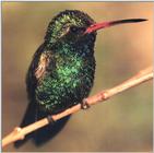 Hummingbirds - broad-billed hummingbird male 10