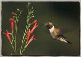 Hummingbird - Broad-tailed