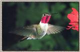 Hummingbird - Broad-tailed