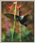 Hummingbird - Broad-tailed