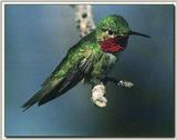 Hummingbird - Broad-tailed