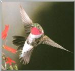Hummingbird - Broad-tailed Hummingbird 20