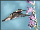 Hummingbird - Broad-tailed Hummingbird 22