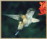 Hummingbird - Broad-tailed