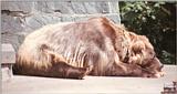 Another old one: Brown bear in Rostock Zoo