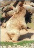 Heidelberg Zoo again - a bear's way of saying: 