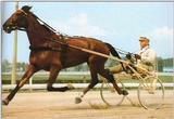 Horse-Races