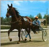 Horse-Races-[2]